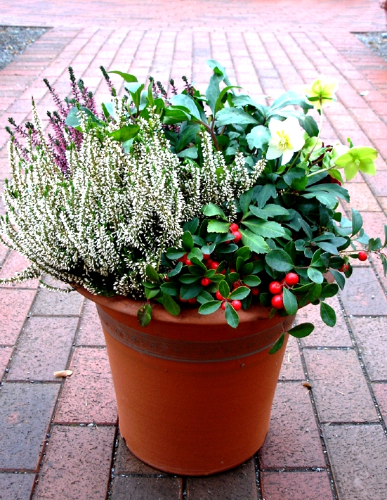 christmas rose container.JPG